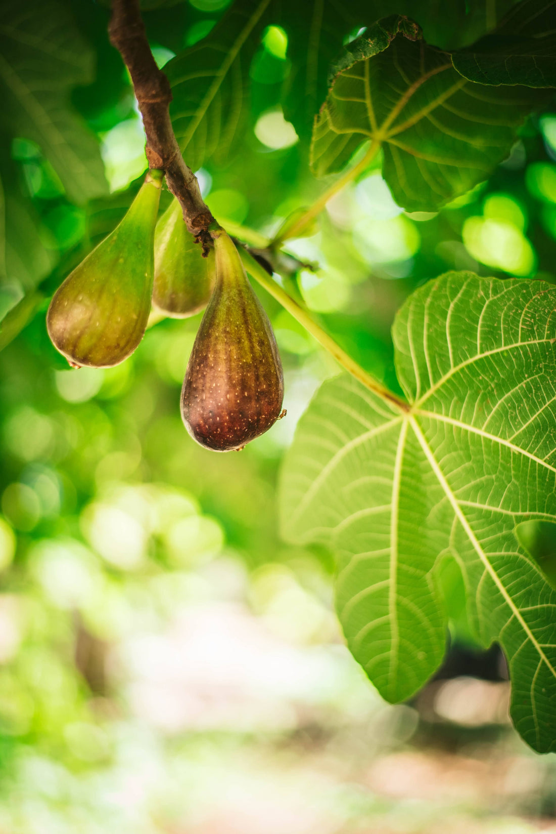 Ripe figs hanging from a leafy fig tree in warm sunlight, surrounded by large green leaves and a softly blurred garden background.